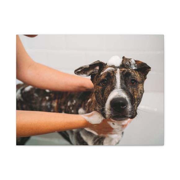 Cute American Staffordshire Terrier Bathee Canvas Wall Artfor Home Decor Ready